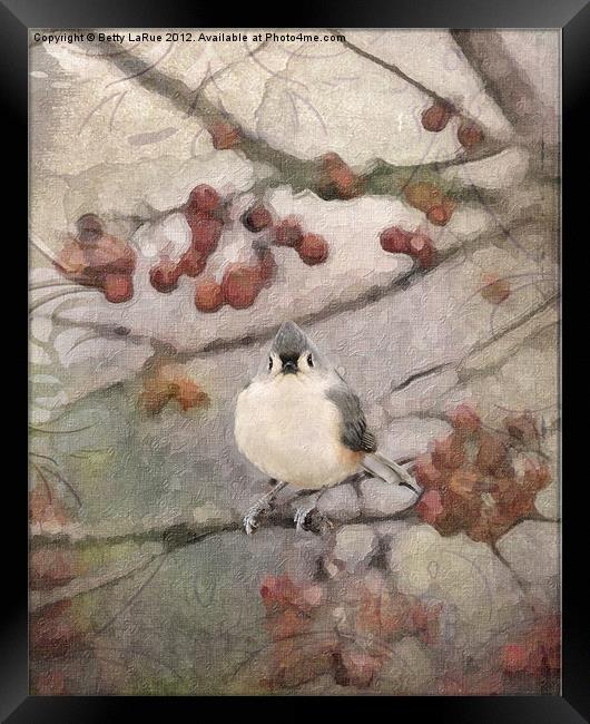 Tufted Titmouse in Crabapple Tree Framed Print by Betty LaRue