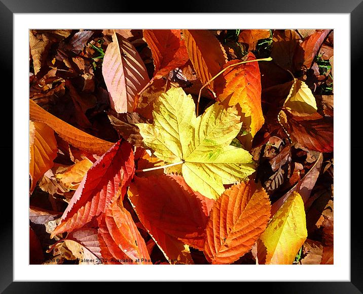 More arty fallen leaves! Framed Mounted Print by Paula Palmer canvas