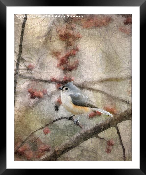 Tufted Titmouse in Crabapple Tree 2 Framed Mounted Print by Betty LaRue