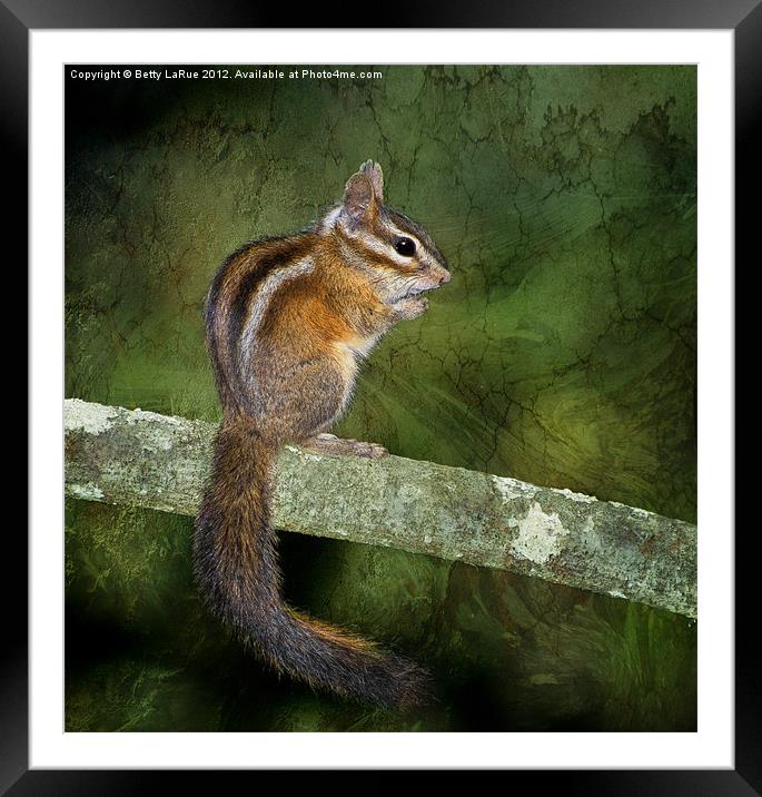 Chipmunk in the Woods Framed Mounted Print by Betty LaRue