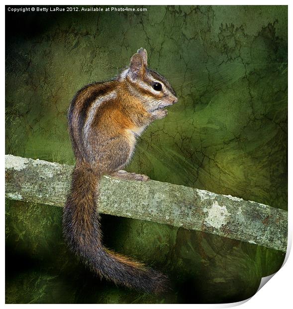Chipmunk in the Woods Print by Betty LaRue