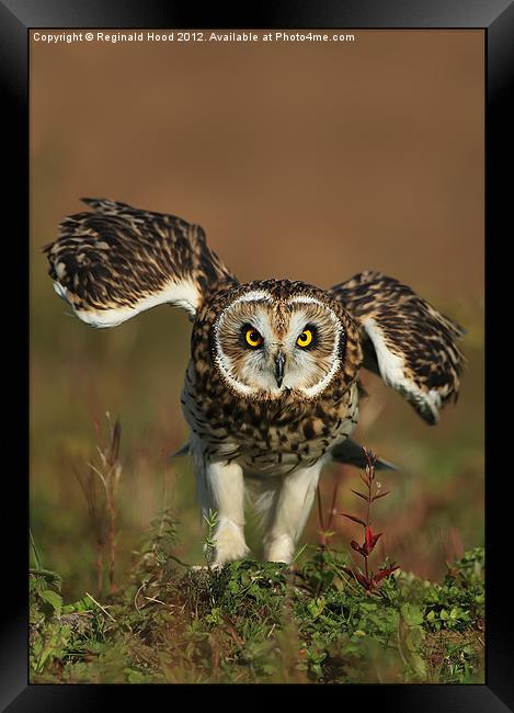 Owl Framed Print by Reginald Hood