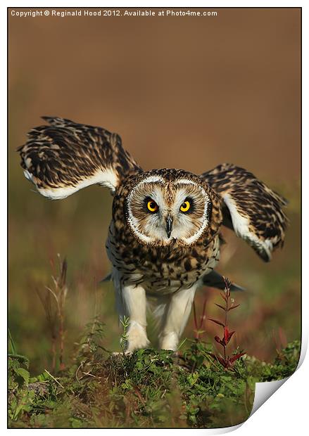Owl Print by Reginald Hood