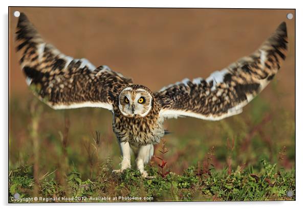 Owl Acrylic by Reginald Hood