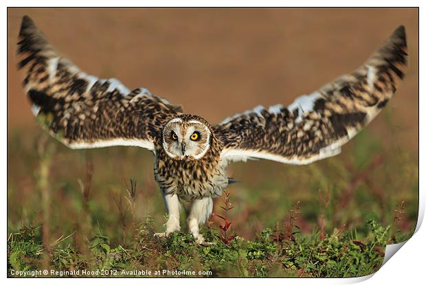 Owl Print by Reginald Hood