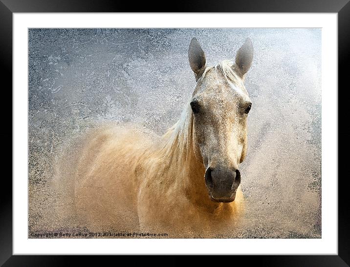 Palomino Framed Mounted Print by Betty LaRue