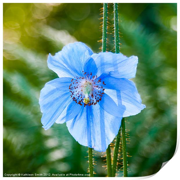 Himalayan blue poppy Print by Kathleen Smith (kbhsphoto)