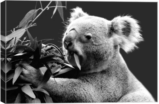 Koala eating eucalyptus leaves Canvas Print by Linda More