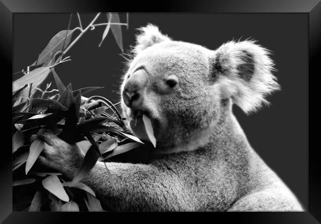 Koala eating eucalyptus leaves Framed Print by Linda More