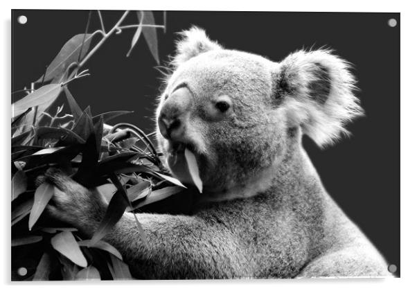 Koala eating eucalyptus leaves Acrylic by Linda More