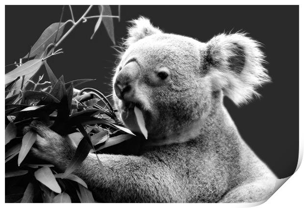 Koala eating eucalyptus leaves Print by Linda More