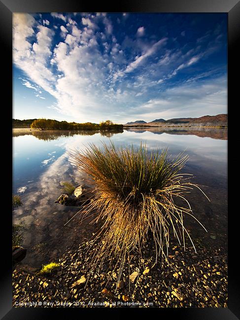 Reeds Framed Print by Rory Trappe