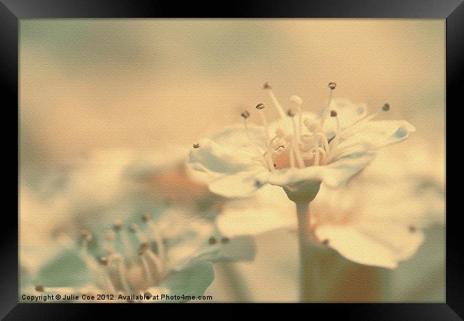 Spiraea Bush Flower Framed Print by Julie Coe
