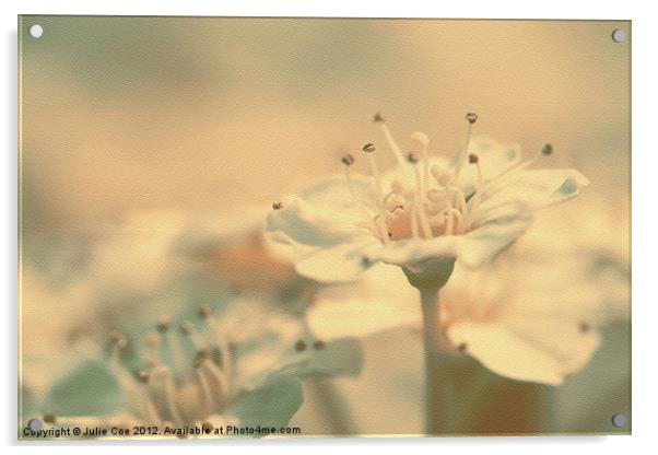 Spiraea Bush Flower Acrylic by Julie Coe