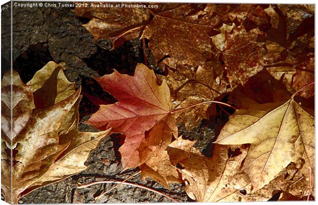 Autumn Leaves Canvas Print by Chris Turner