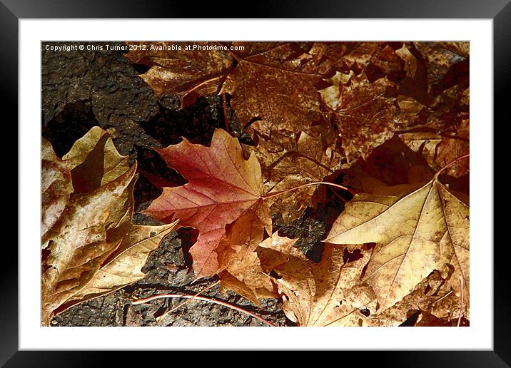 Autumn Leaves Framed Mounted Print by Chris Turner