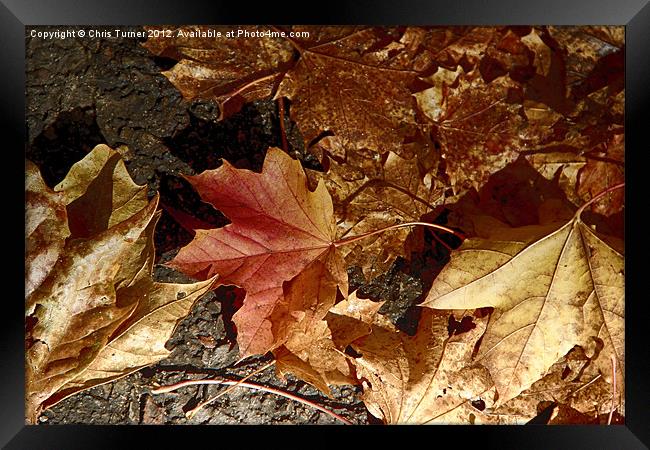 Autumn Leaves Framed Print by Chris Turner