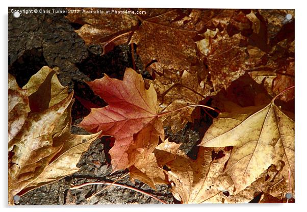 Autumn Leaves Acrylic by Chris Turner