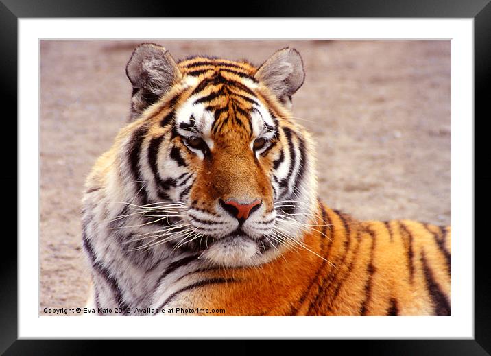 Tiger Portrait Framed Mounted Print by Eva Kato