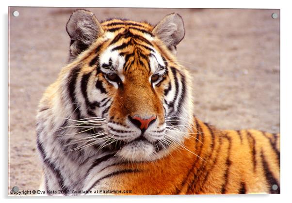 Tiger Portrait Acrylic by Eva Kato