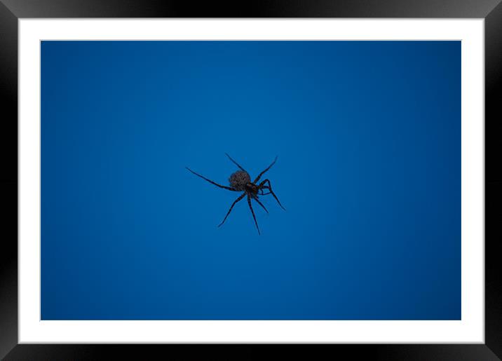 swimming spider Framed Mounted Print by Miroslav Adamove