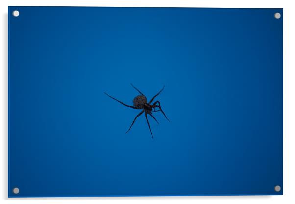 swimming spider Acrylic by Miroslav Adamove