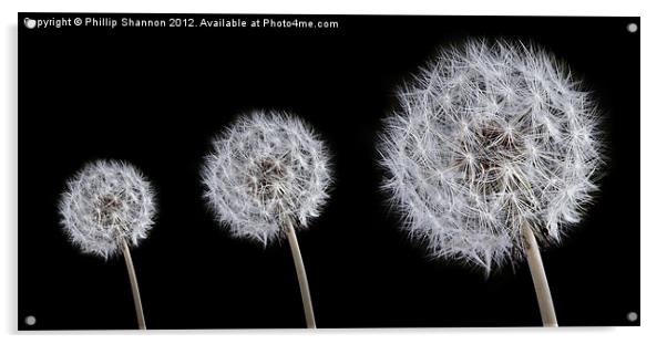 Dandelion Acrylic by Phillip Shannon