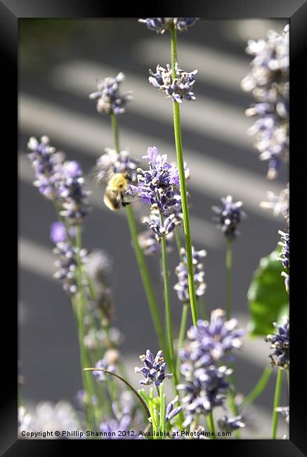 lavendar plant with bee Framed Print by Phillip Shannon