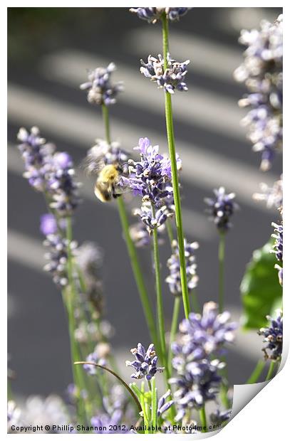 lavendar plant with bee Print by Phillip Shannon