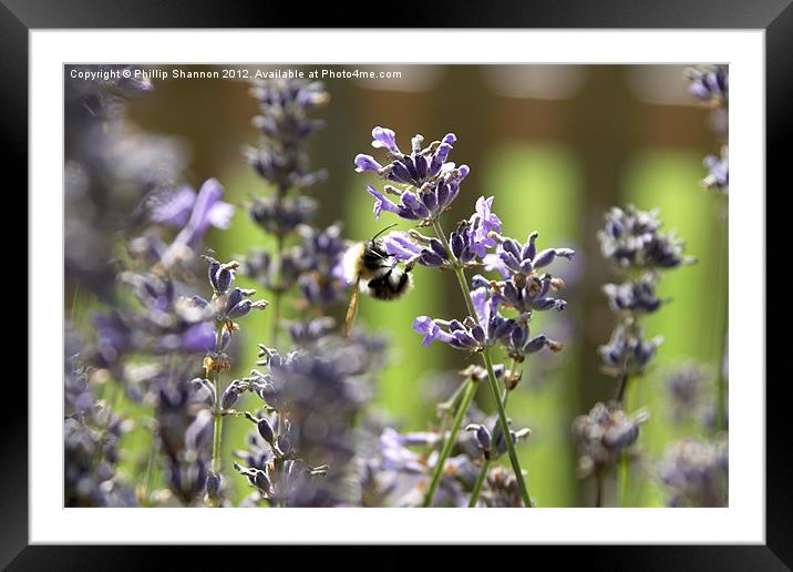 lavendar plant with bee Framed Mounted Print by Phillip Shannon