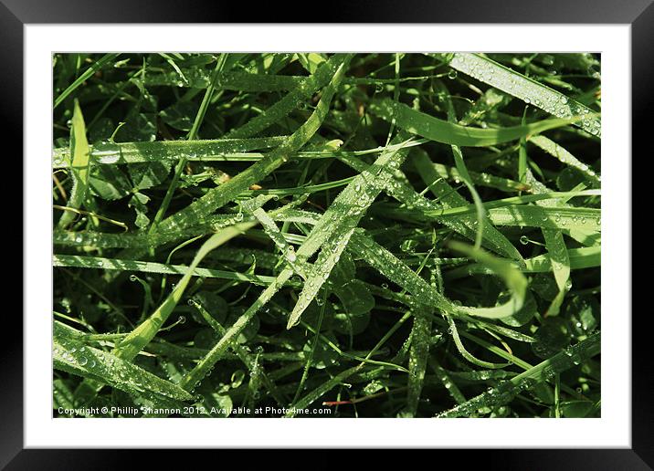 Grass and Glover Framed Mounted Print by Phillip Shannon