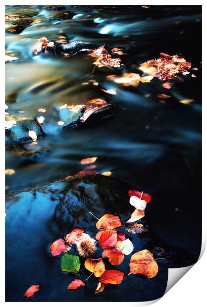 leaves in the Stream Print by Chris Manfield