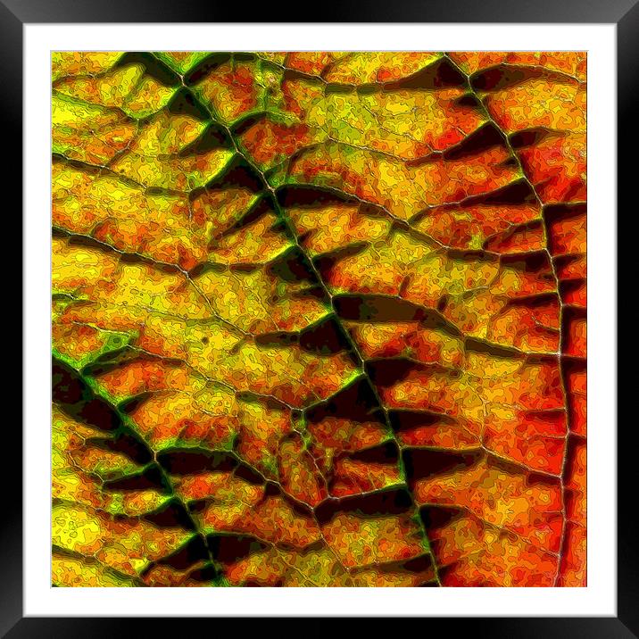 abstract autumn leaf Framed Mounted Print by Heather Newton