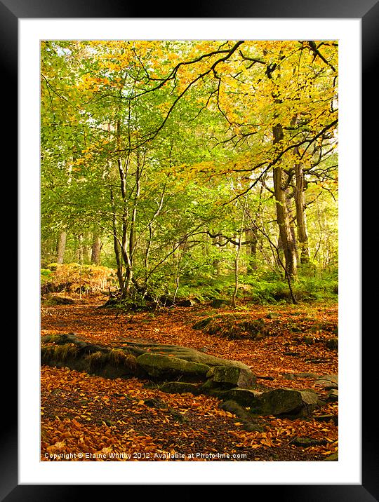 Padley Gorge Framed Mounted Print by Elaine Whitby