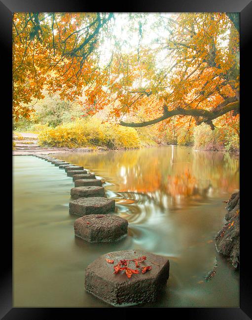 Box Hill Stepping Stones Framed Print by Clive Eariss