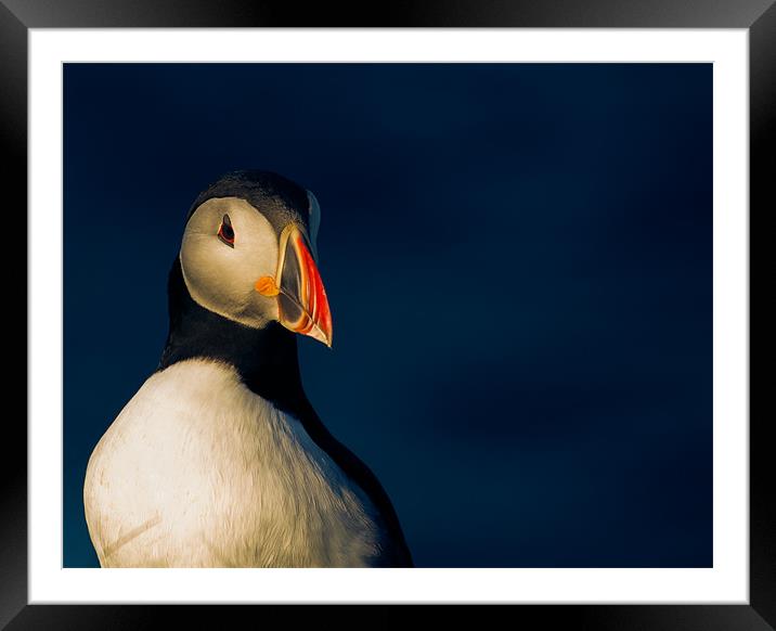 Puffin in Shetland Framed Mounted Print by Timothy Large