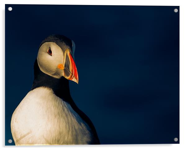 Puffin in Shetland Acrylic by Timothy Large