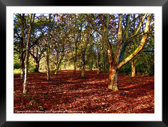CARPET OF LEAVES Framed Mounted Print by David Atkinson
