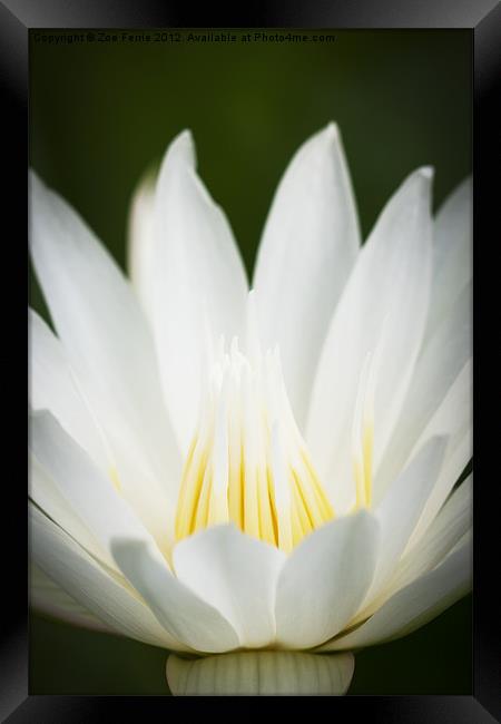 Macro photograph of a white & yellow Water Lily Framed Print by Zoe Ferrie