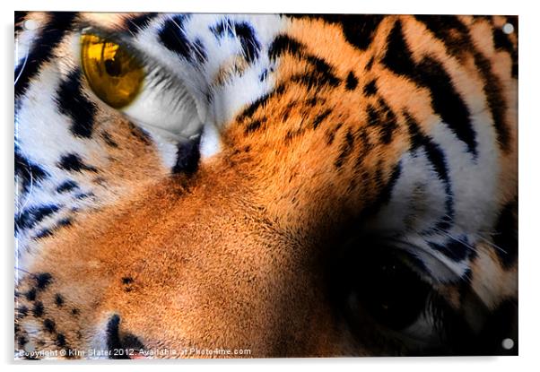 Little Tiger! Acrylic by Kim Slater