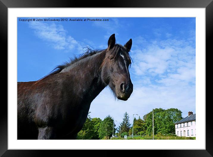 Horse at Tullyhommon Framed Mounted Print by John McCoubrey