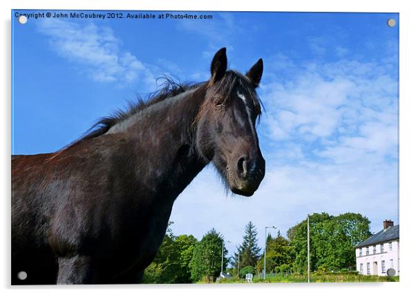 Horse at Tullyhommon Acrylic by John McCoubrey