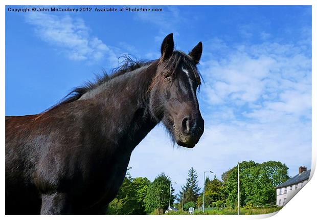 Horse at Tullyhommon Print by John McCoubrey