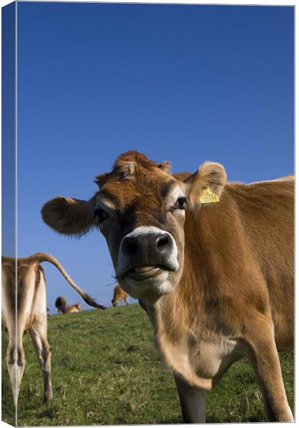 happy cow Canvas Print by keith sutton