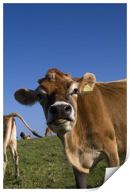 happy cow Print by keith sutton