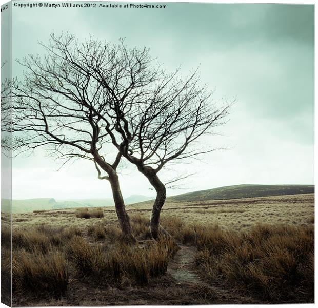Two Trees Canvas Print by Martyn Williams