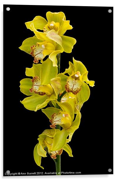 Cymbidium - Boat Orchid Acrylic by Ann Garrett