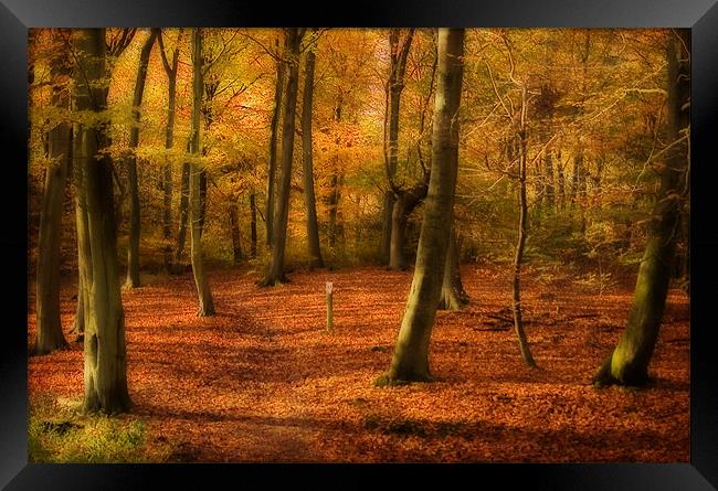 Autumn Woods colour Framed Print by Paul Davis