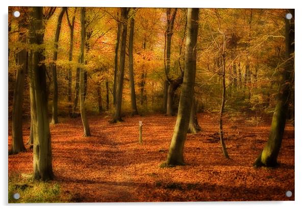 Autumn Woods colour Acrylic by Paul Davis