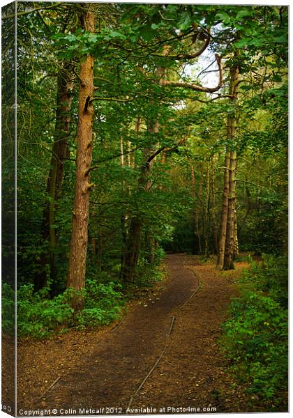 Woodland Walk Canvas Print by Colin Metcalf